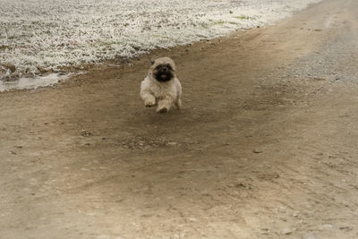 Portrait of dog sitting on sand at beach