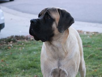 Close-up of dog on field