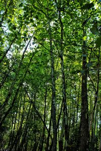 Low angle view of bamboo trees in forest