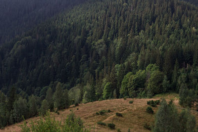 View of pine trees in forest