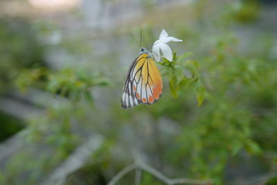 Close-up of butterfly pollinating on flower