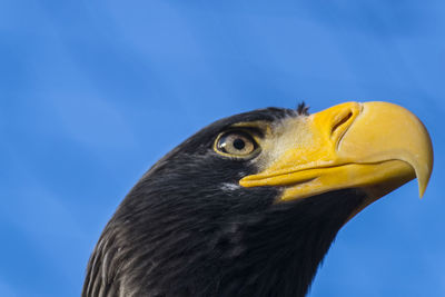 Low angle view of eagle against sky