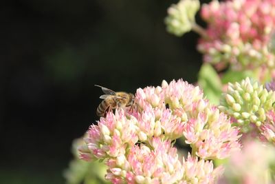 Close-up of insect on pink flower