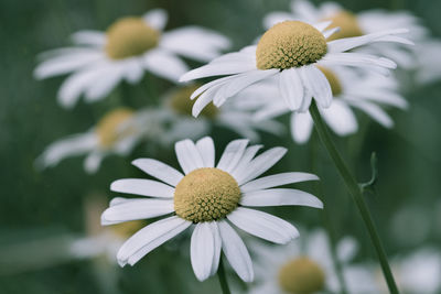 Close-up of daisies