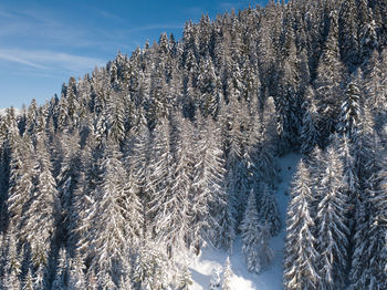 Snow covered pine trees against sky