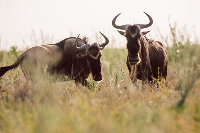Gnu antelopes standing on field