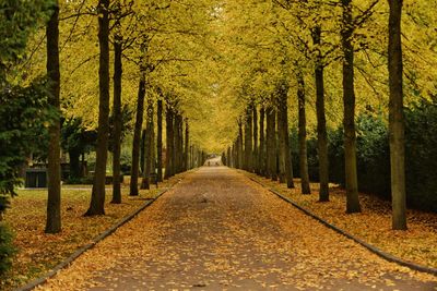 Road amidst trees during autumn