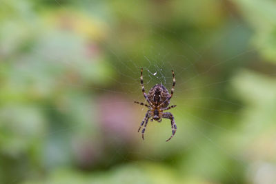 Close-up of spider on web