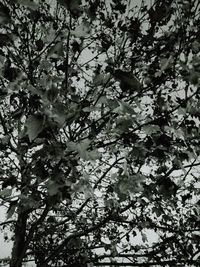 Low angle view of tree against sky