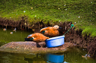 Birds perching on a lake