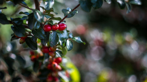 Close-up of berries on tree