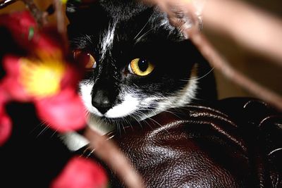 Close-up portrait of cat