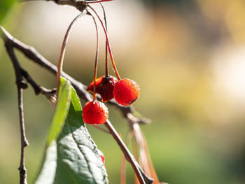 Close-up of red berries growing on tree