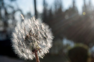 Close-up of dandelion flower