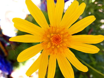 Close-up of yellow flower