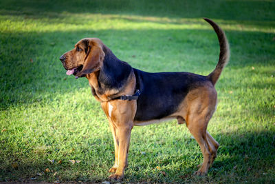 Bloodhound dog looking away on field