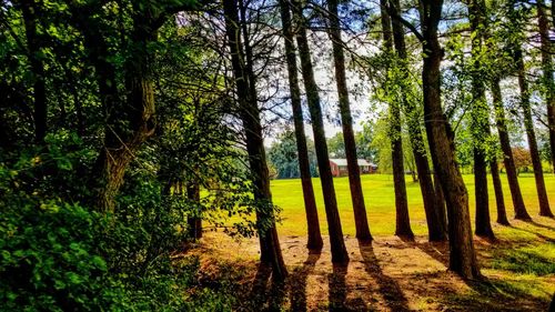 Trees in forest