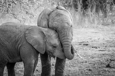 Elephants in forest