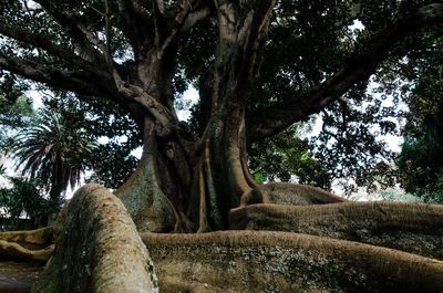 Low angle view of trees in park