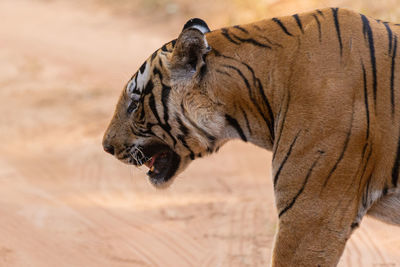 Close-up of a cat