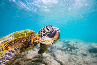 Turtle swimming in sea