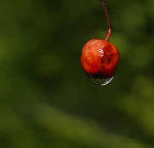 Close-up of cherries on tree