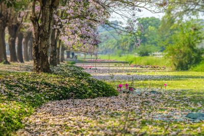 Plants and trees in park