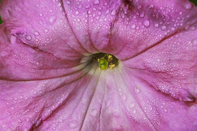 Close-up of raindrops on pink rose flower