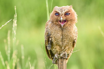 Portrait of owl perching on plant baby owl bird