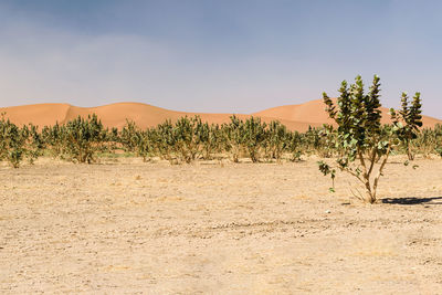 Scenic view of desert against clear sky