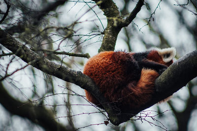 Red panda sleeping high up on a tree branch in the winter