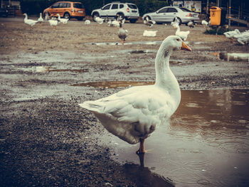Birds in water