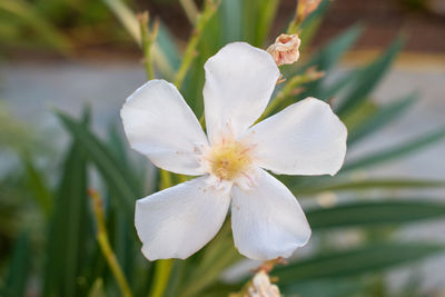 Close-up of white flower