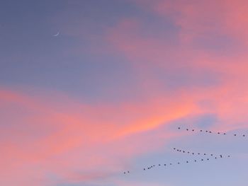 Low angle view of birds flying against sky during sunset
