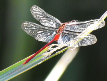 Close-up of butterfly on leaf