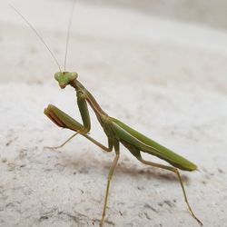 Close-up of grasshopper on leaf