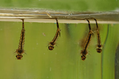 Mosquitoes larvae hanging from the water surface
