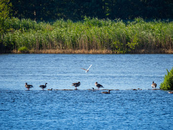 Birds flying over lake