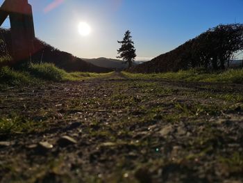 Surface level of field against bright sun