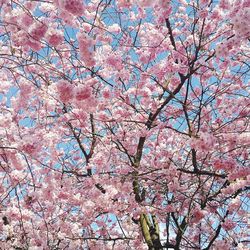 Low angle view of tree against sky