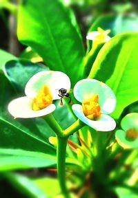 Close-up of yellow flower