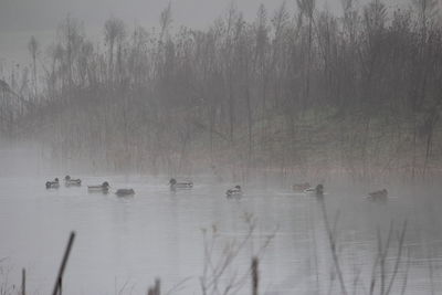 View of birds swimming in lake