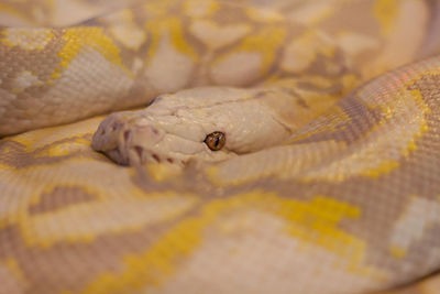 Close-up of lizard
