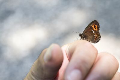 Close-up of butterfly on hand