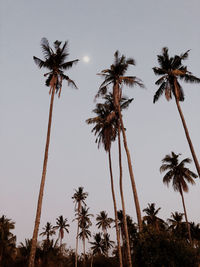 Low angle view of coconut palm trees against sky