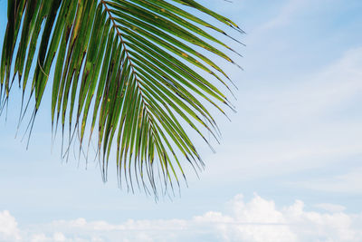 Low angle view of palm tree leaves against sky