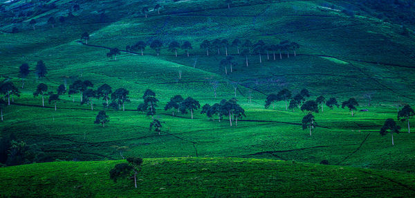 Scenic view of green landscape