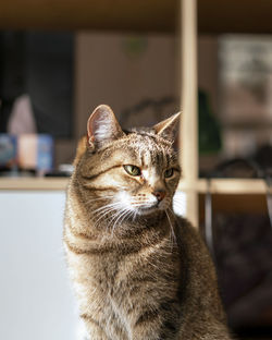 Striped tabby beige cat with green eyes sitting in the home room in sunny cute pets animals