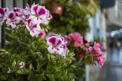 Close-up of pink flowering plants