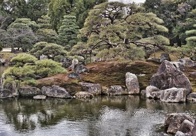 Reflection of trees in water